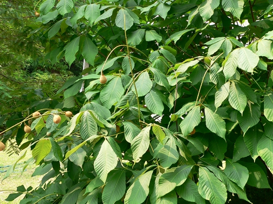 {Aesculus parviflora}